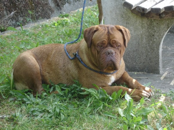 CACIB Portorož 2006 - foto povečava