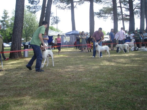 CACIB Umag 2006 - foto povečava