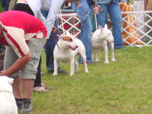 Interra terrier show - foto povečava