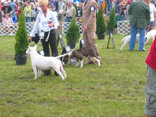 Interra terrier show - foto povečava