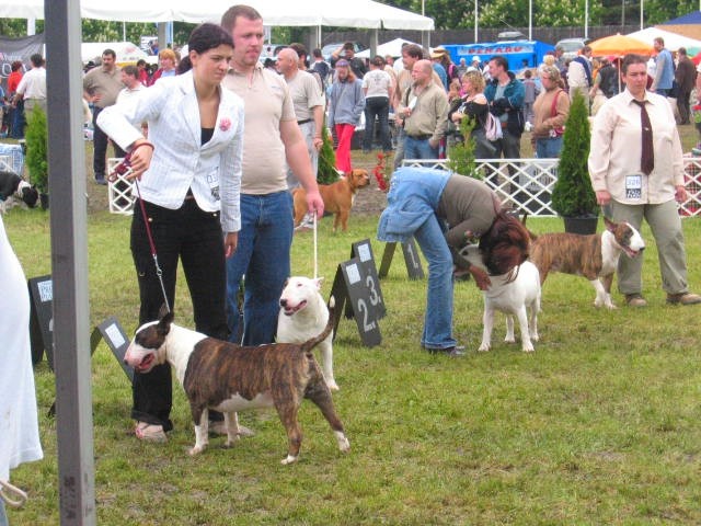 Interra terrier show - foto povečava