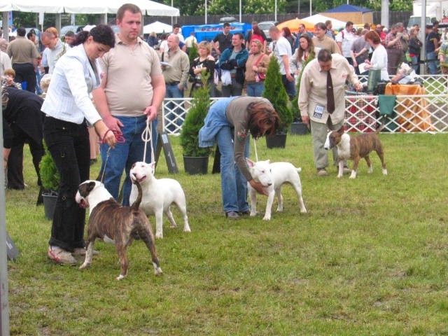 Interra terrier show - foto povečava