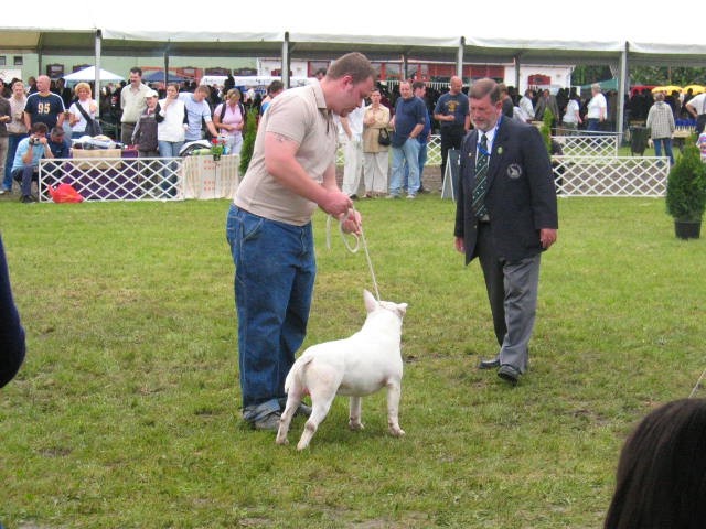 Interra terrier show - foto povečava