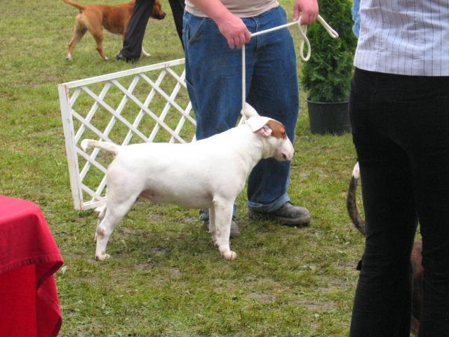 Interra terrier show - foto