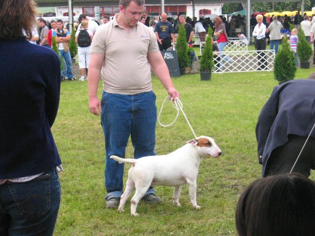 Interra terrier show - foto povečava