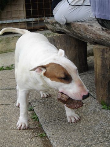 Bullterrier.si piknik - foto povečava