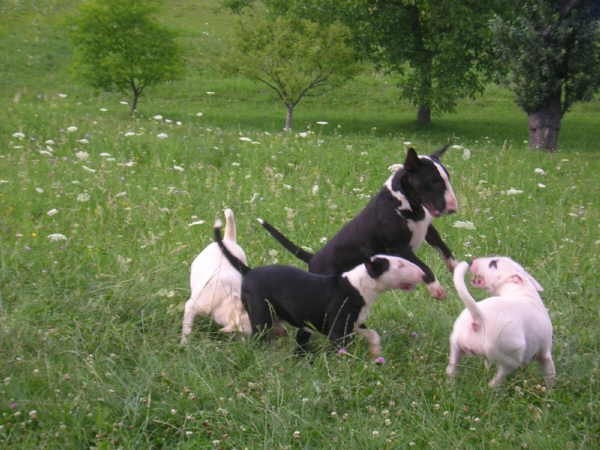 Bullterrier.si piknik - foto povečava