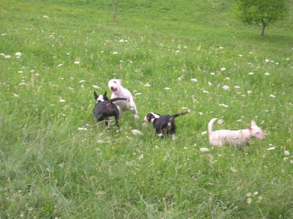 Bullterrier.si piknik - foto povečava