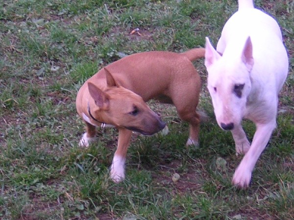  Chayenne von der Sturmhöhe-miniature bullter - foto