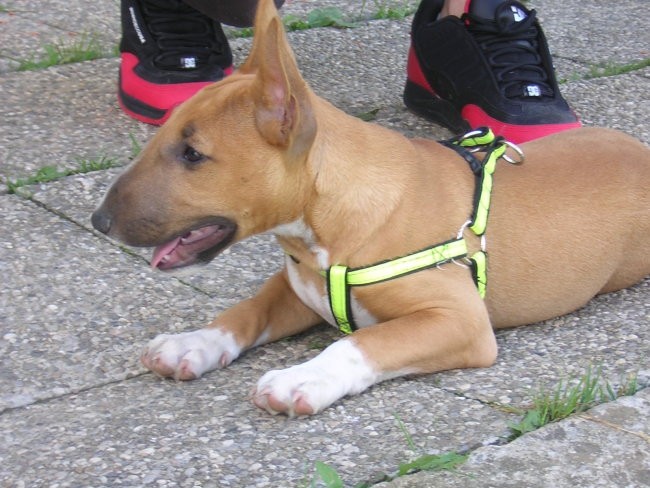  Chayenne von der Sturmhöhe-miniature bullter - foto povečava