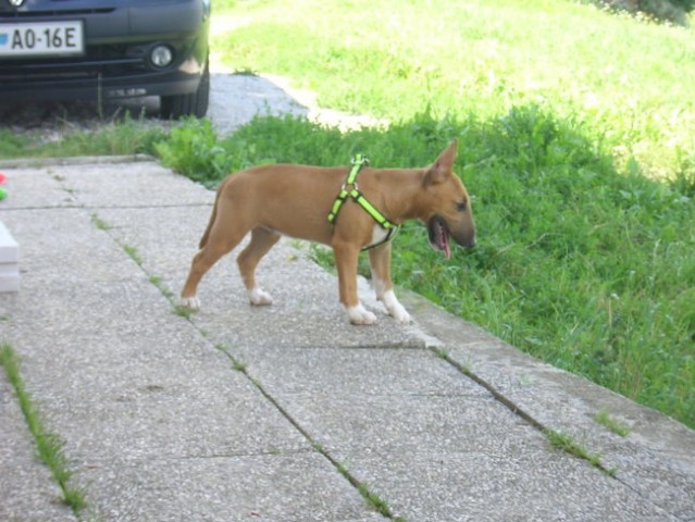  Chayenne von der Sturmhöhe-miniature bullter - foto