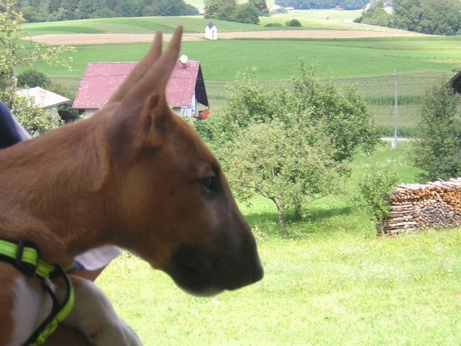  Chayenne von der Sturmhöhe-miniature bullter - foto povečava