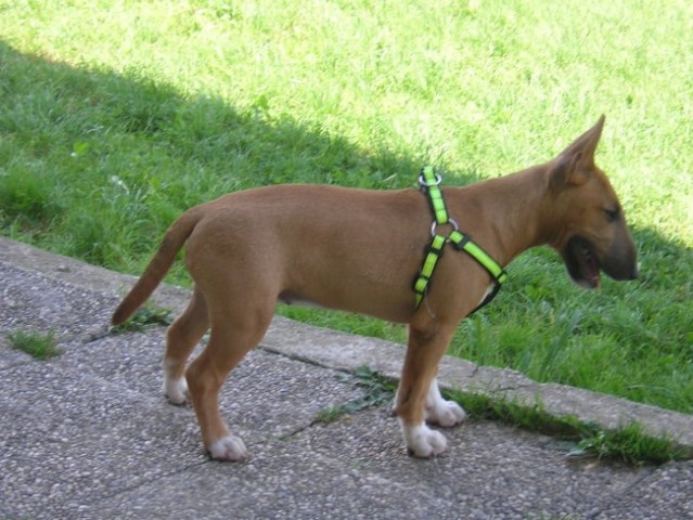  Chayenne von der Sturmhöhe-miniature bullter - foto