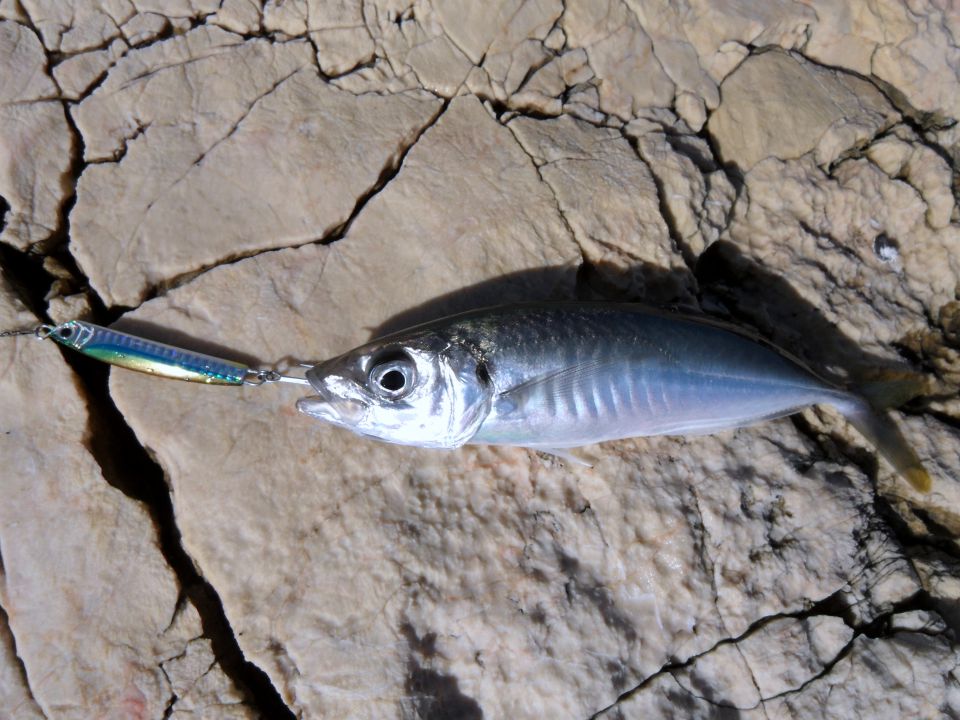 Shore jigging - foto povečava
