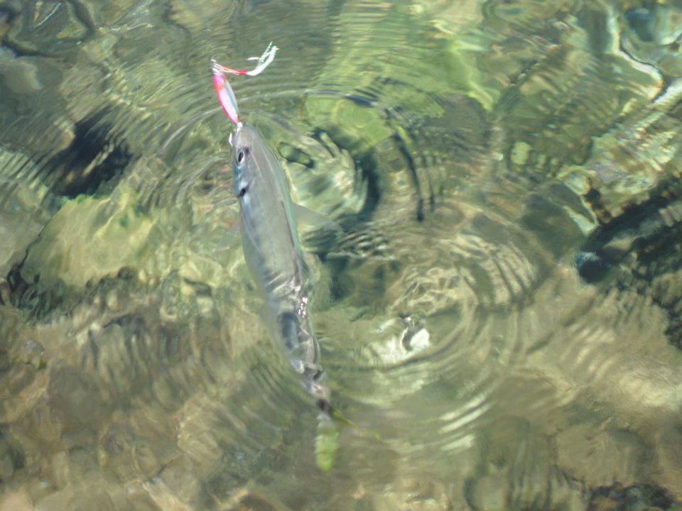 Shore jigging - foto povečava
