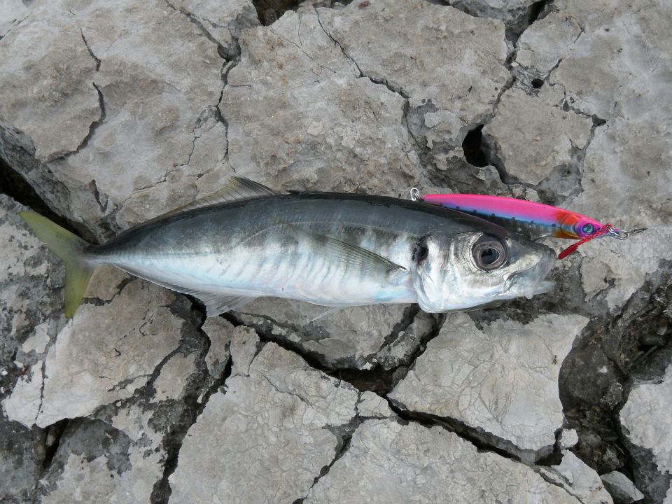 Shore jigging - foto povečava