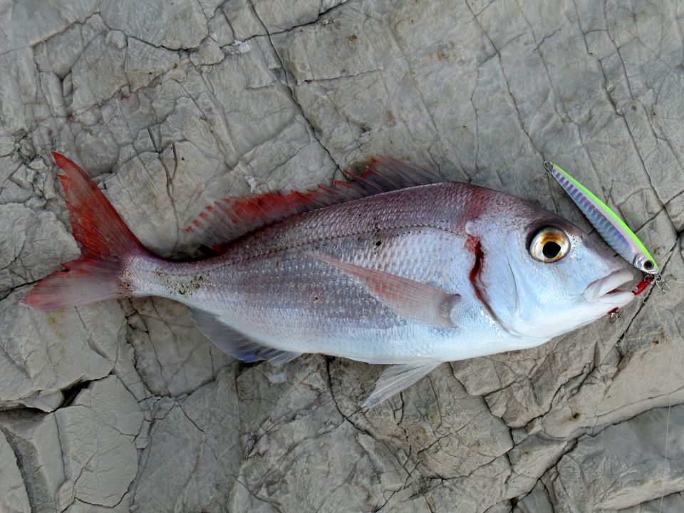 Shore jigging - foto povečava