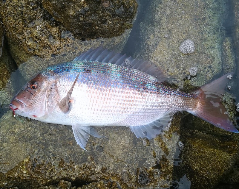 Shore jigging - foto povečava