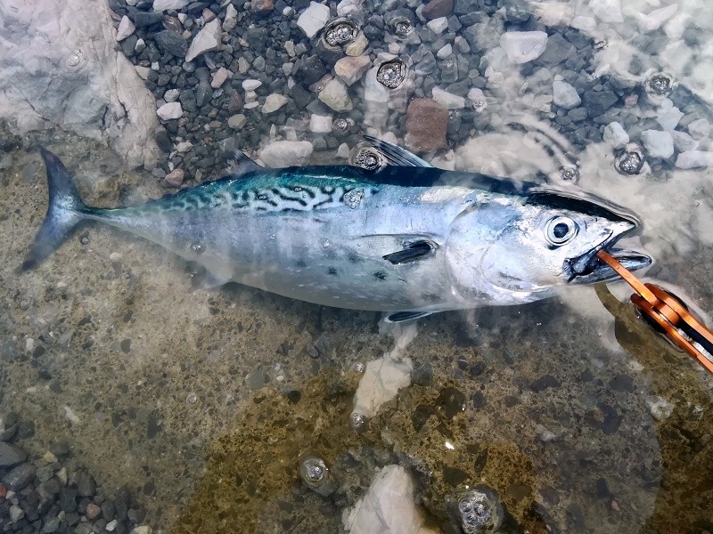 Shore jigging - foto povečava