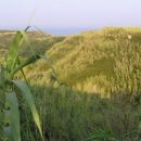 Susak- zaradi posebne sestave tal ( mivka ) je otok povsem samosvoj in poln zelenja