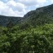 pogled na sveže ozelenela pobočja Krasa ( Monte Carso - cca 460 m/nm )...Vzpetina se dvigu