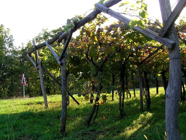 vinograd ob cesti blizu Dutovelj na Krasu