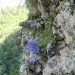 skalne stene ob Martin stezi so polne različnih cvetk...