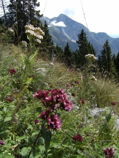 Cvetje...v ozadju vrh Krna ( 2245 m )