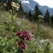 cvetje...v ozadju vrh Krna ( 2245 m )