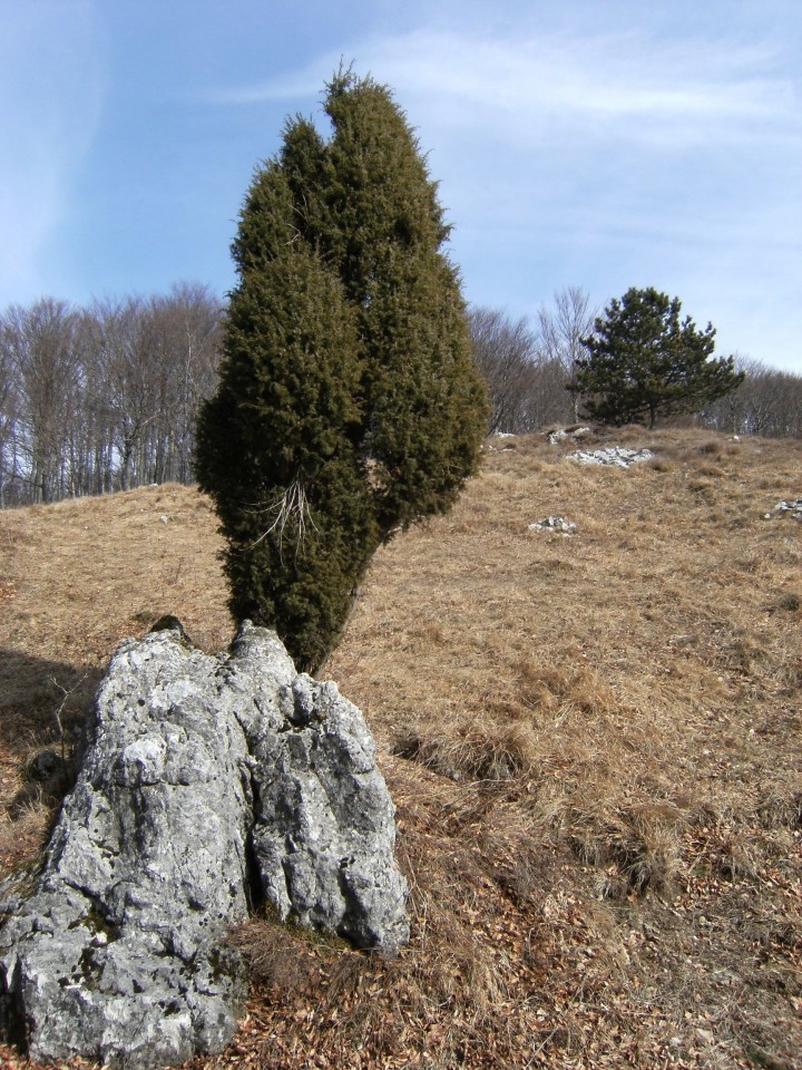 Pod vrhom Kovka raste tudi kakšna cipresa, kar nakazuje na vpliv morja in s tem zmernejšeg