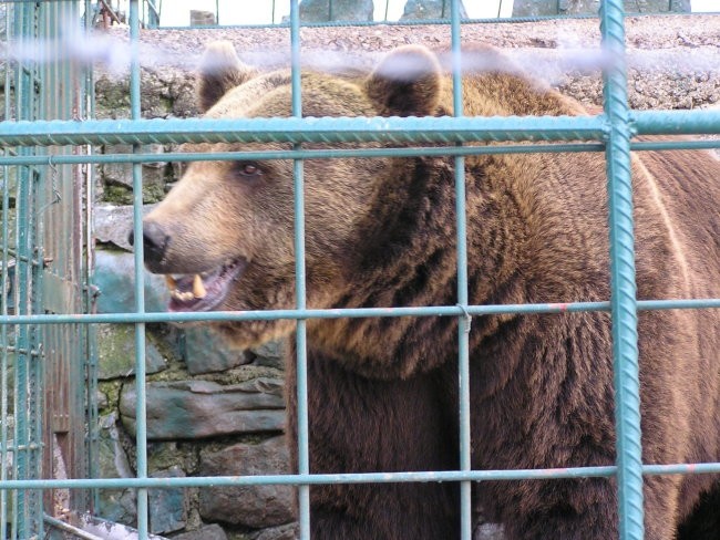 pri Ježu ( Abramu ) imajo v kletki približno 6 let starega medveda, ki je bil najden kot m