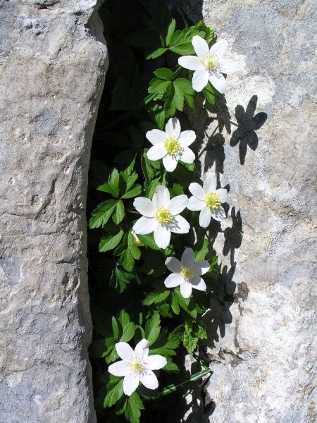 Cvetje v skalni škraplji zakraselih pobočij na Pršivcu