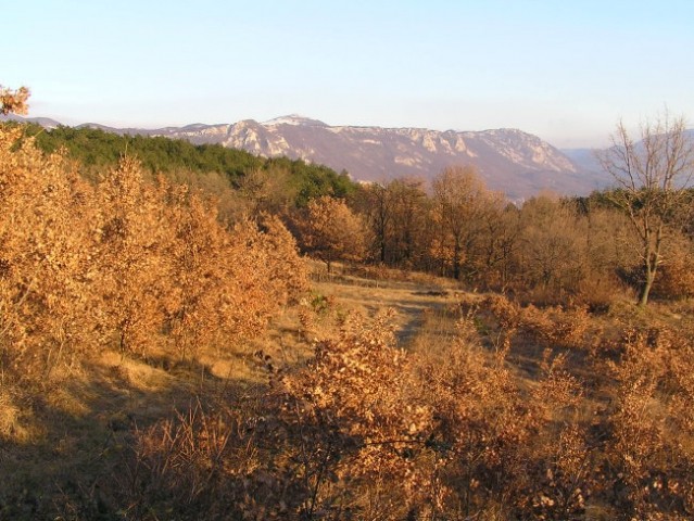 Na uravnavi sredi južnega pobočja Male gore najdemo med drugim tudi hraste, slika je nasta