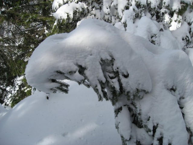 Drevje je še vedno nosilo snežne kučme...