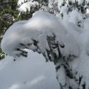 drevje je še vedno nosilo snežne kučme...