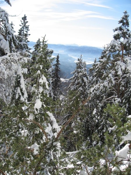 Gozdnata pobočja Dobrče, ki se dvigujejo nad gorenjsko ravnino pokrivajo mešani gozdovi, k