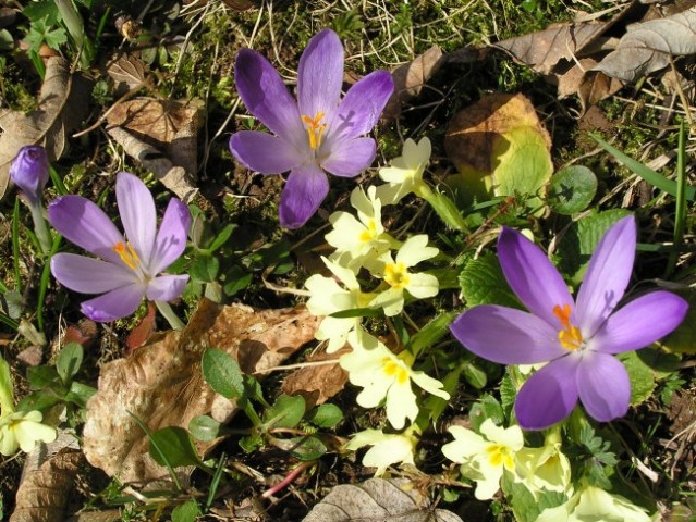 Pomlad na Katarini - foto