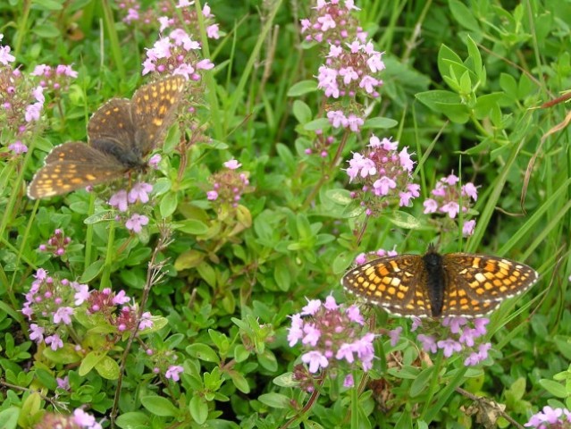 Dva metulja na cvetju
