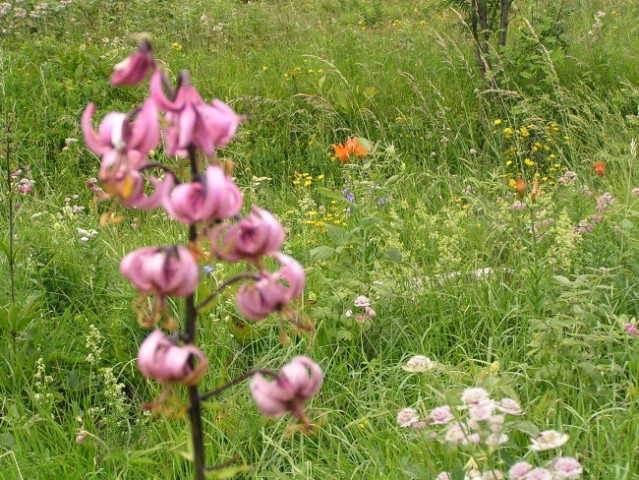 Cvetje na Strelicah - travnato pobočje pod Streliškim vrhom nad vasjo Podkraj pri Colu