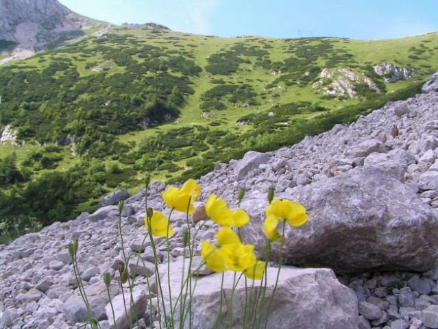Melišča v Kamniško - Savinjskih Alpah naseljuje tudi tale rumena cvetica - Karnerjev mah, 