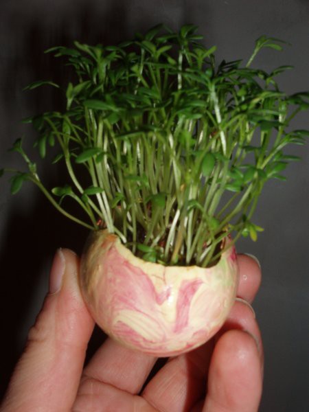 Velikonočno darilo 2, ki ga je prejela mici:  Kreša, posejana v jajčno lupino