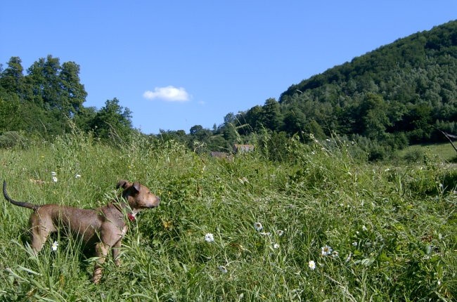 Parčki-slike so avtorske in slikane sprivolje - foto povečava