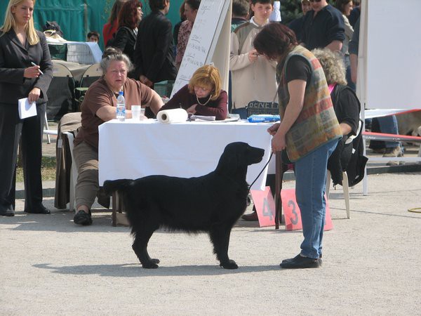 Specialka retriverjev - Zagreb - foto povečava