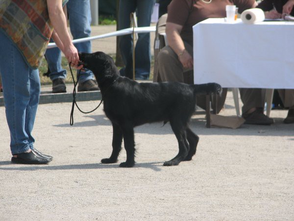 Specialka retriverjev - Zagreb - foto