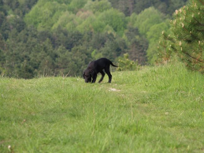 V naravi - foto povečava