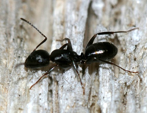 Mravljice - foto