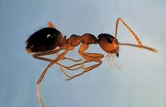 Mravljice - foto