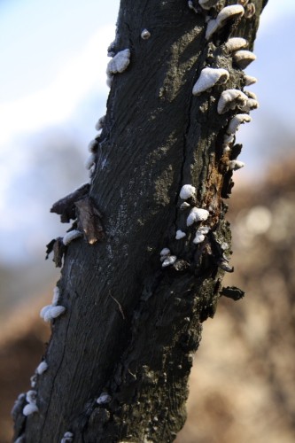 Februar 2008 - foto povečava