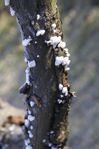 Februar 2008 - foto povečava