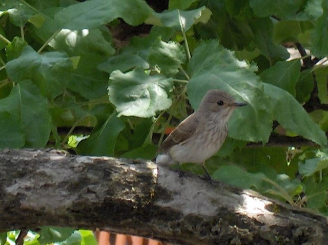 Narava - foto povečava